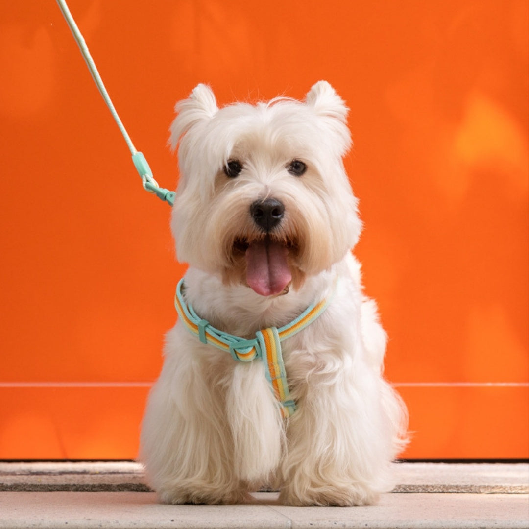 Retro Rope Dog Harness & Collar – Small & Medium Dogs”